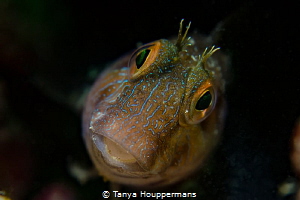 Funny Face
A blenny in the reefs off the coast of Clearw... by Tanya Houppermans 